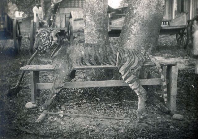 Afgeschoten tijger, vermoedelijk op Noord-Sumatra, ca. 1915