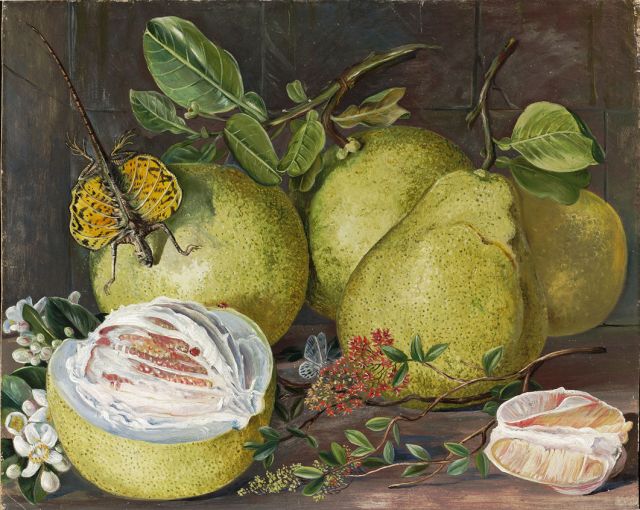 Marianne North: “Flowers and Fruit of the Pomelo, a branch of Hennah, and Flying Lizard, Sarawak”. Painting 552, Borneo, Sarawak. Afgebeeld: henna Lawsonia inermis, pomelo Citrus decumana, gewoon vliegend draakje Draco viridis. Adopted by Mrs Anne Iddiso. (Marianne North Gallery http://www.kew.org/mng/gallery/552.html ) 